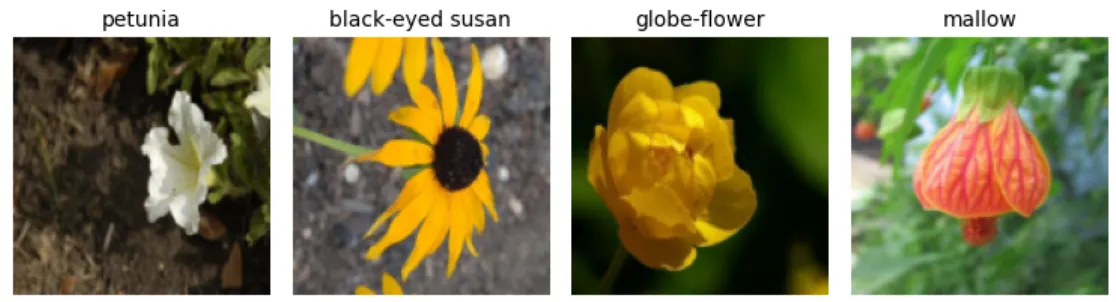 Figure 1 - Sample Images from the Dataset